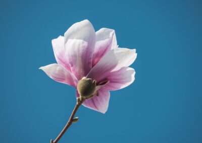 Justo duo dolores et ea rebum